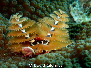 Christmas Tree Worm in the waters of the Looe Key Nationa... by David Gilchrist 